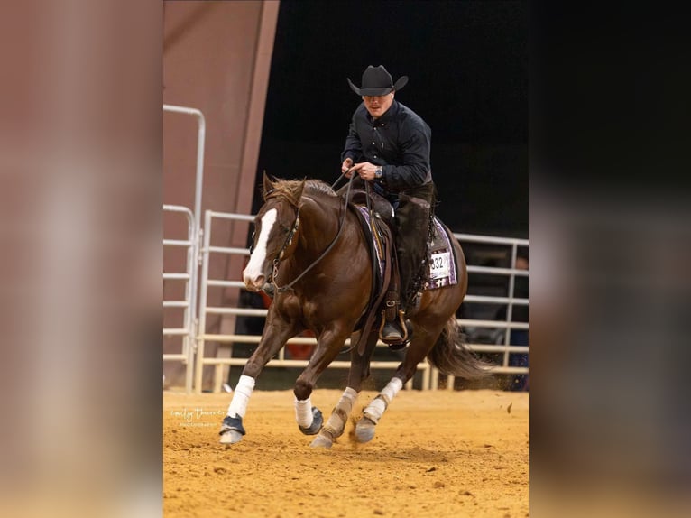 American Quarter Horse Castrone 5 Anni 152 cm Sauro ciliegia in Buffalo, MO