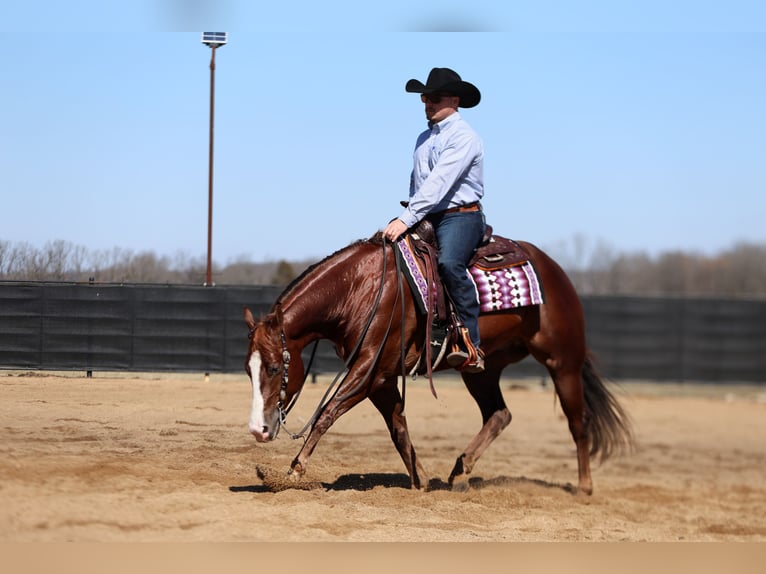 American Quarter Horse Castrone 5 Anni 152 cm Sauro ciliegia in Buffalo, MO