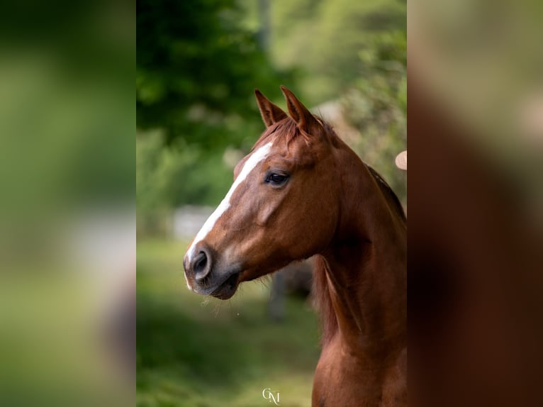 American Quarter Horse Castrone 5 Anni 152 cm Sauro in Cassano D'Adda