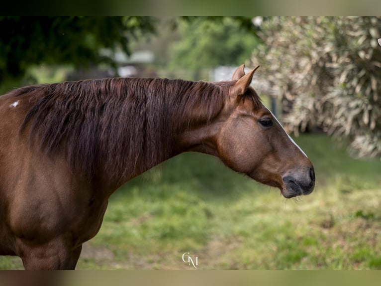 American Quarter Horse Castrone 5 Anni 152 cm Sauro in Cassano D'Adda