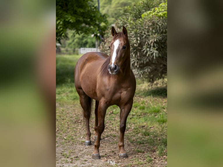American Quarter Horse Castrone 5 Anni 152 cm Sauro in Cassano D'Adda