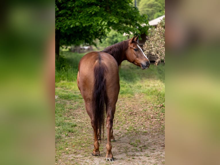 American Quarter Horse Castrone 5 Anni 152 cm Sauro in Cassano D'Adda