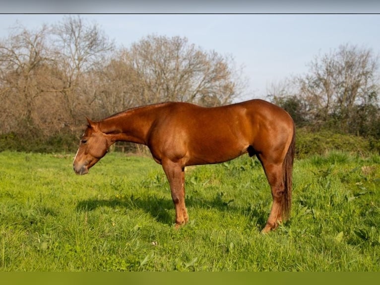 American Quarter Horse Castrone 5 Anni 152 cm Sauro in Cassano D'Adda
