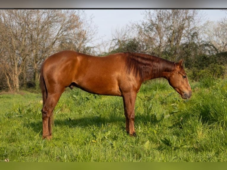 American Quarter Horse Castrone 5 Anni 152 cm Sauro in Cassano D'Adda