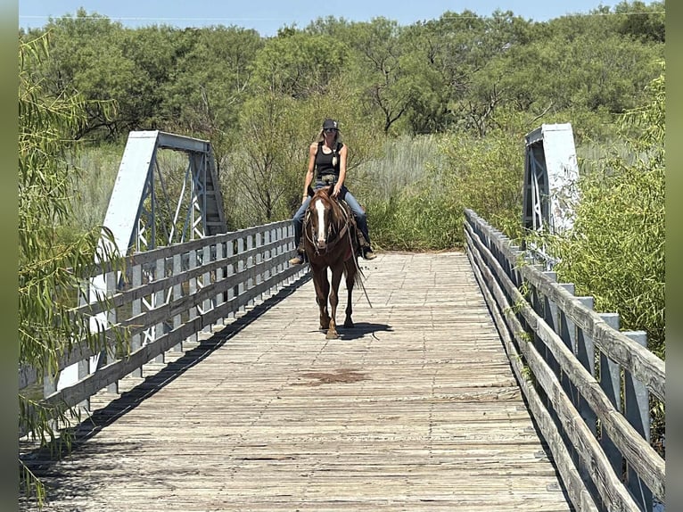 American Quarter Horse Castrone 5 Anni 152 cm Sauro scuro in Jacksboro, TX