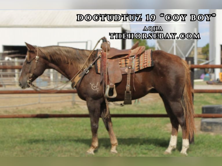 American Quarter Horse Castrone 5 Anni 152 cm Sauro scuro in Charleston, IL