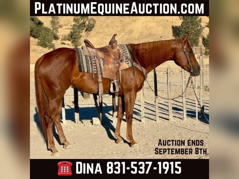 American Quarter Horse Castrone 5 Anni 152 cm Sauro scuro in Paicines CA