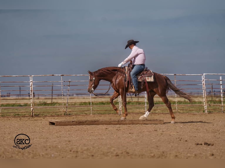 American Quarter Horse Castrone 5 Anni 152 cm Sauro scuro in Canyon