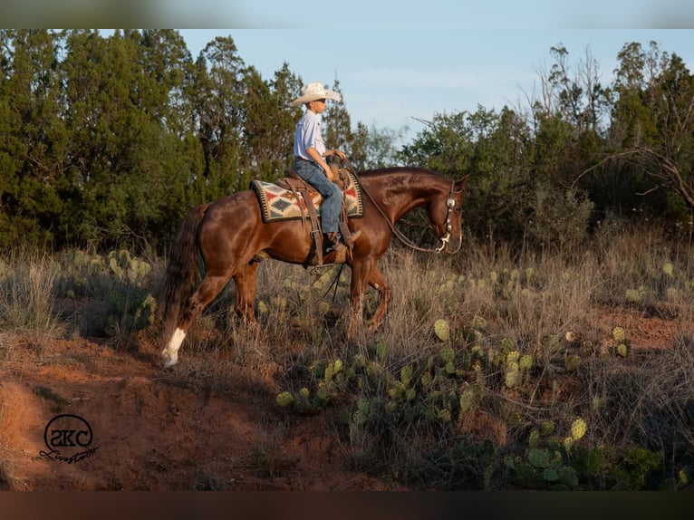American Quarter Horse Castrone 5 Anni 152 cm Sauro scuro in Canyon