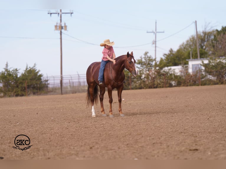American Quarter Horse Castrone 5 Anni 152 cm Sauro scuro in Canyon