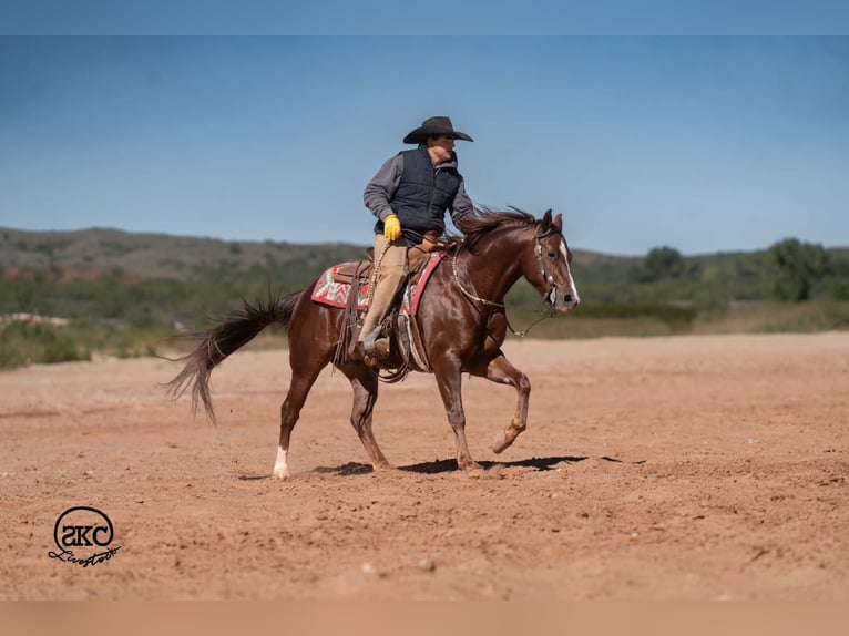 American Quarter Horse Castrone 5 Anni 152 cm Sauro scuro in Canyon