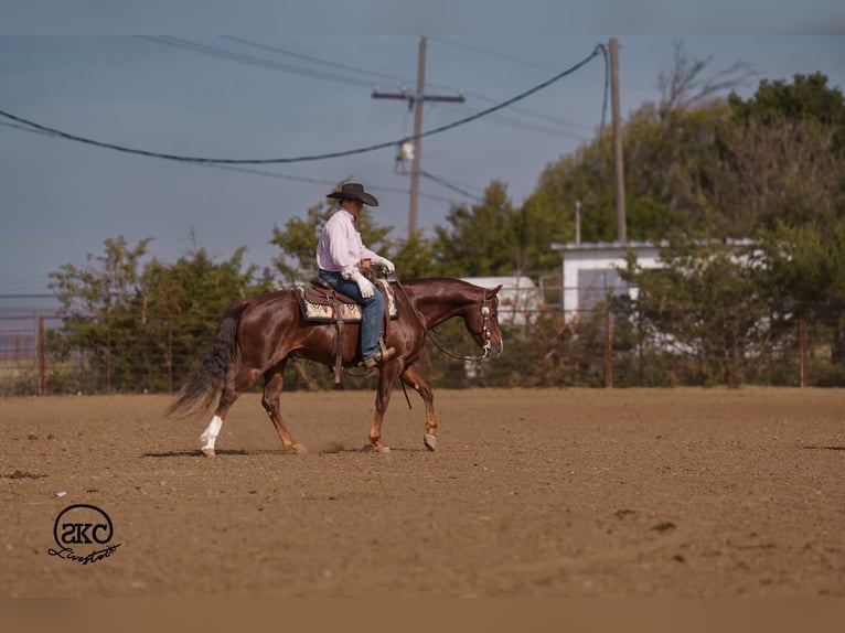 American Quarter Horse Castrone 5 Anni 152 cm Sauro scuro in Canyon