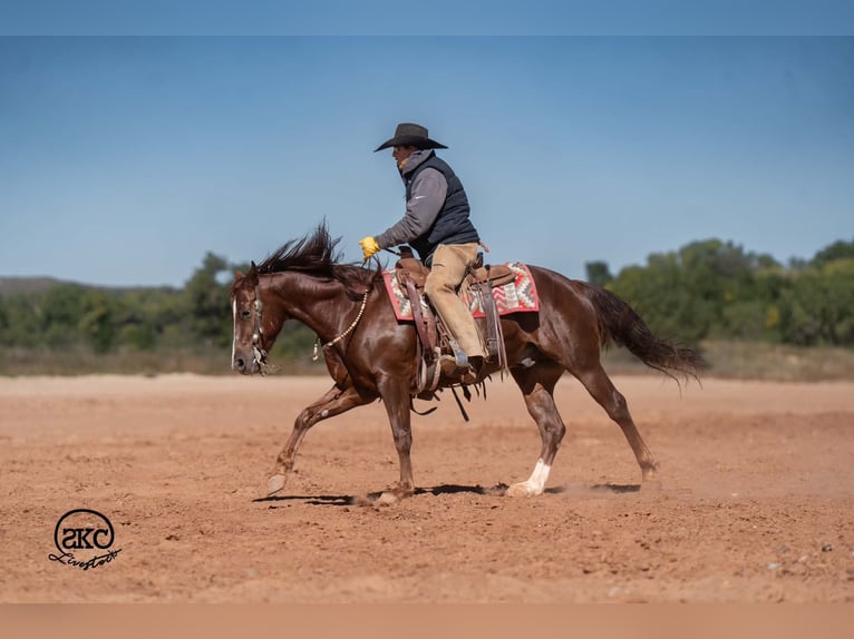 American Quarter Horse Castrone 5 Anni 152 cm Sauro scuro in Canyon