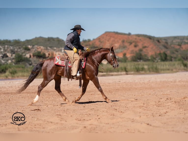 American Quarter Horse Castrone 5 Anni 152 cm Sauro scuro in Canyon
