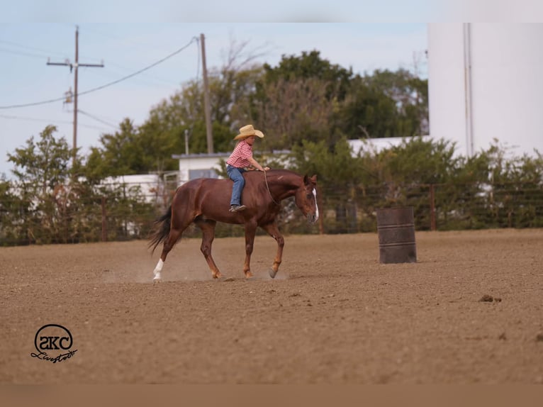 American Quarter Horse Castrone 5 Anni 152 cm Sauro scuro in Canyon