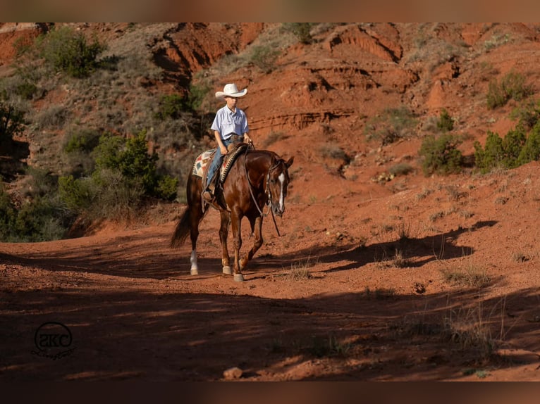 American Quarter Horse Castrone 5 Anni 152 cm Sauro scuro in Canyon