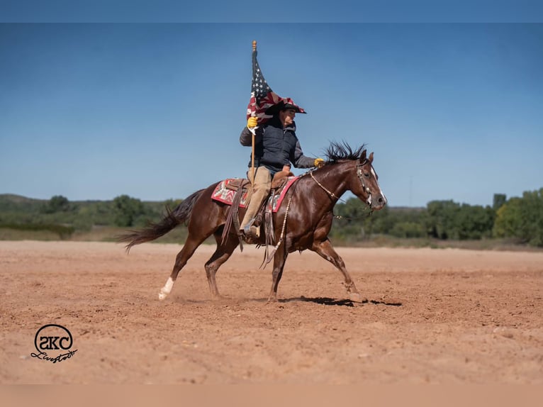 American Quarter Horse Castrone 5 Anni 152 cm Sauro scuro in Canyon