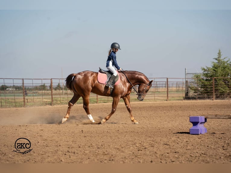 American Quarter Horse Castrone 5 Anni 152 cm Sauro scuro in Canyon