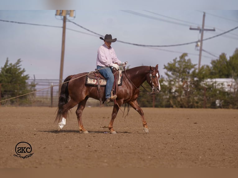 American Quarter Horse Castrone 5 Anni 152 cm Sauro scuro in Canyon