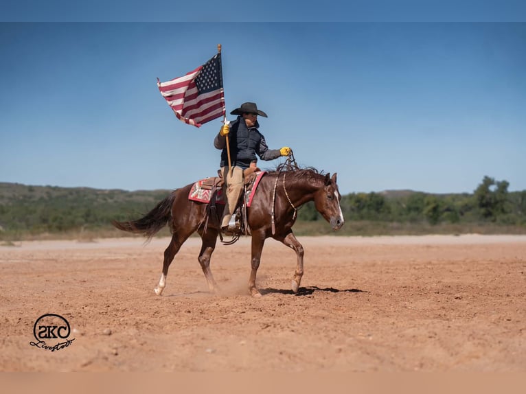 American Quarter Horse Castrone 5 Anni 152 cm Sauro scuro in Canyon