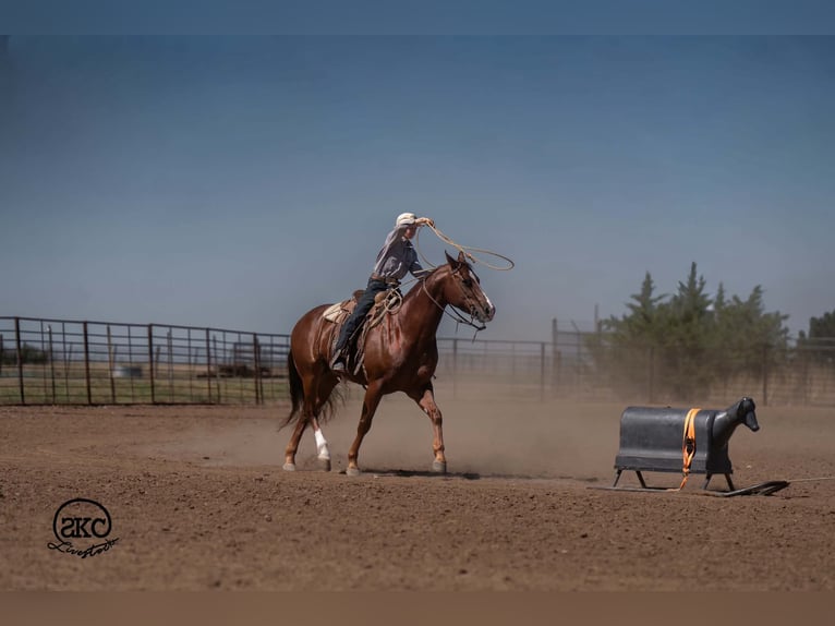 American Quarter Horse Castrone 5 Anni 152 cm Sauro scuro in Canyon