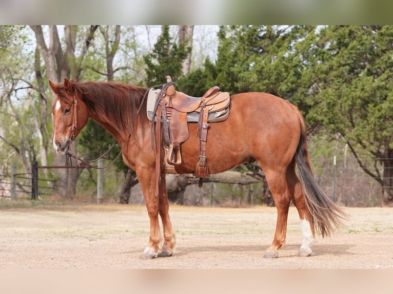 American Quarter Horse Castrone 5 Anni 152 cm Sauro scuro in Canadian, TX