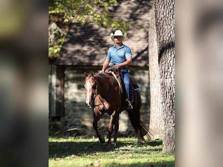 American Quarter Horse Castrone 5 Anni 152 cm Sauro scuro in Buffalo
