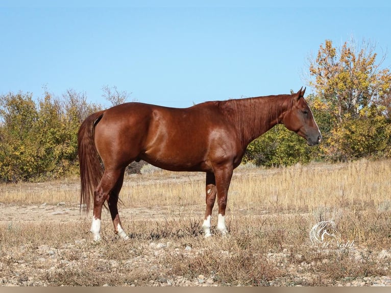 American Quarter Horse Castrone 5 Anni 152 cm Sauro scuro in Cody, WY