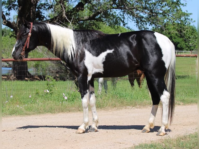 American Quarter Horse Castrone 5 Anni 152 cm Tobiano-tutti i colori in Breckenridge TX