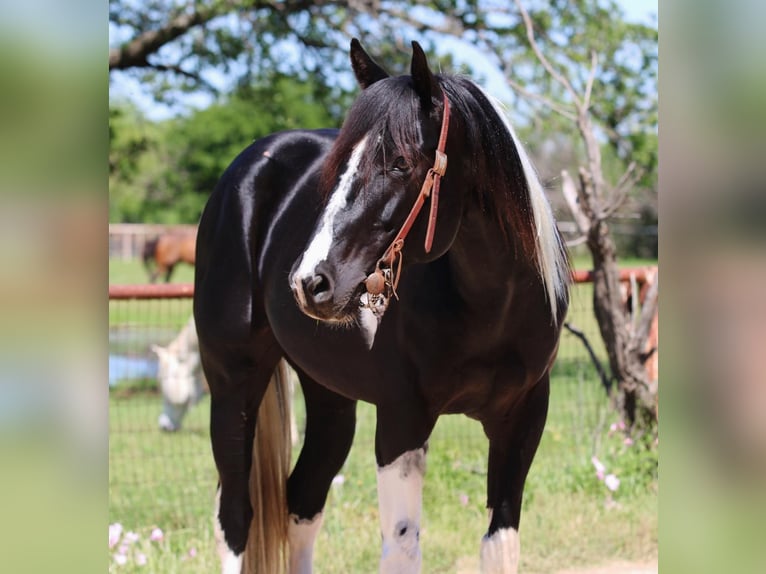 American Quarter Horse Castrone 5 Anni 152 cm Tobiano-tutti i colori in Breckenridge TX