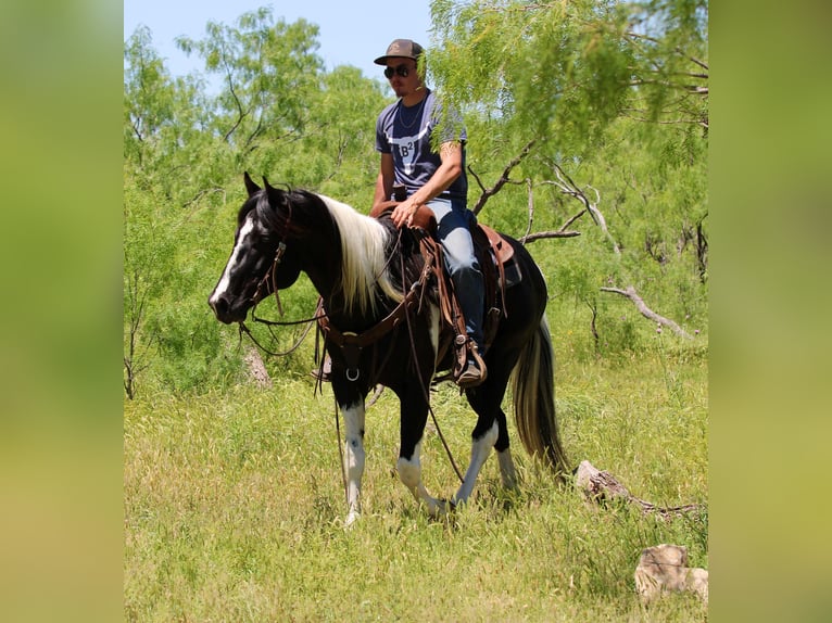 American Quarter Horse Castrone 5 Anni 152 cm Tobiano-tutti i colori in Breckenridge TX