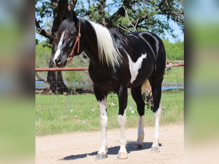 American Quarter Horse Castrone 5 Anni 152 cm Tobiano-tutti i colori in Breckenridge TX