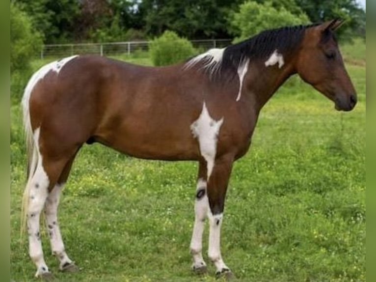 American Quarter Horse Castrone 5 Anni 152 cm Tobiano-tutti i colori in Weatherford TX