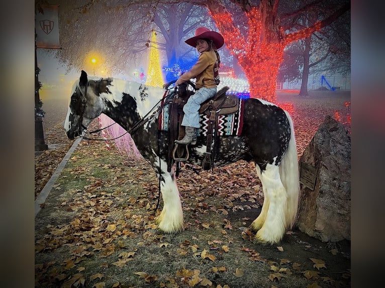 American Quarter Horse Castrone 5 Anni 152 cm Tobiano-tutti i colori in Wickerburg KY