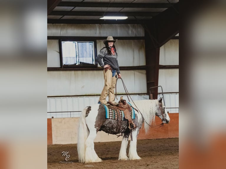 American Quarter Horse Castrone 5 Anni 152 cm Tobiano-tutti i colori in Wickerburg KY