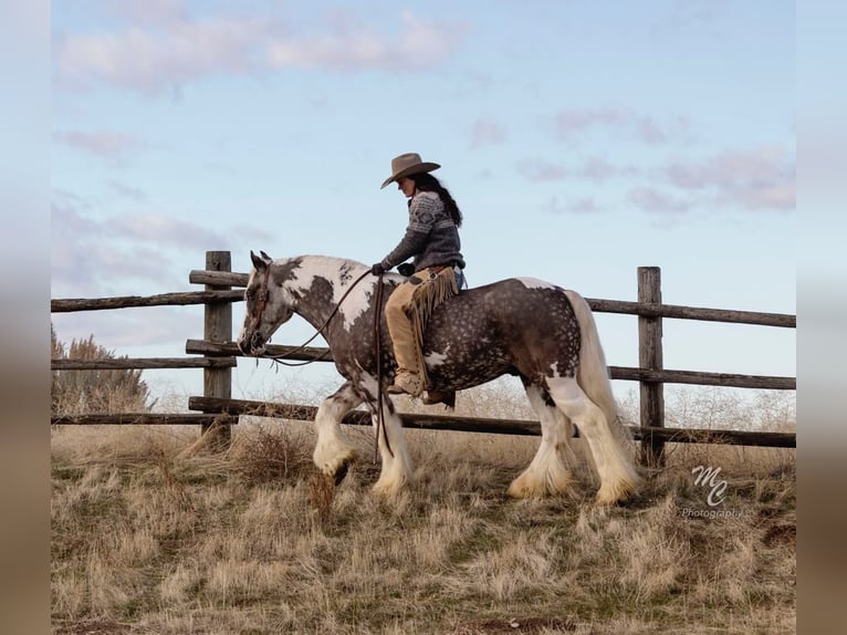 American Quarter Horse Castrone 5 Anni 152 cm Tobiano-tutti i colori in Wickerburg KY