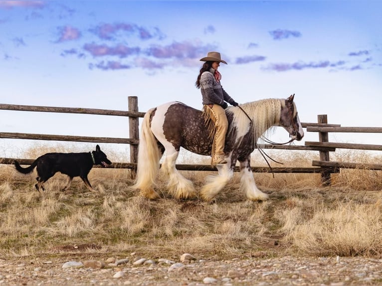 American Quarter Horse Castrone 5 Anni 152 cm Tobiano-tutti i colori in Wickerburg KY