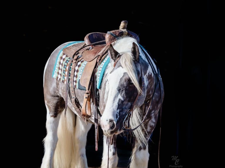 American Quarter Horse Castrone 5 Anni 152 cm Tobiano-tutti i colori in Wickerburg KY