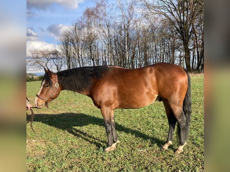 American Quarter Horse Castrone 5 Anni 153 cm Baio ciliegia in Jablonec nad Nisou