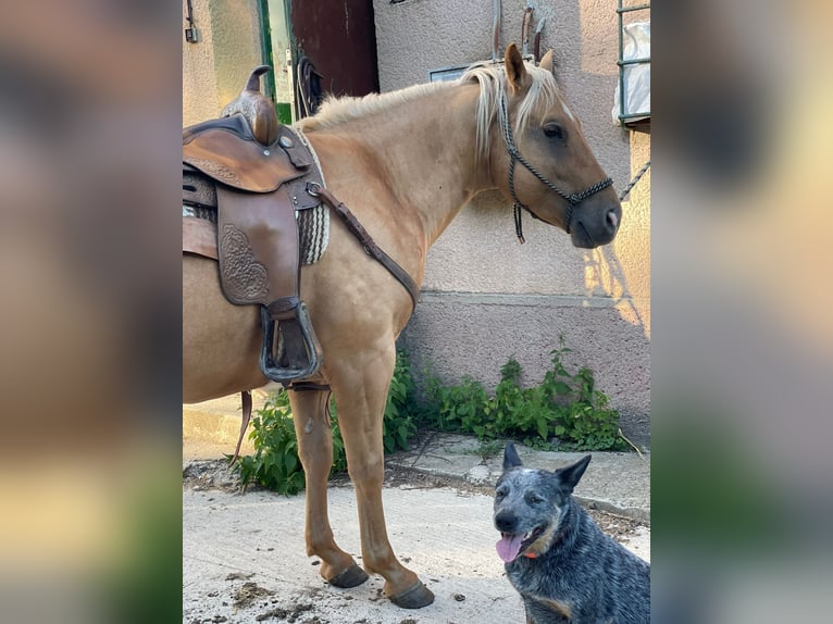 American Quarter Horse Castrone 5 Anni 153 cm  in AcworthMartin