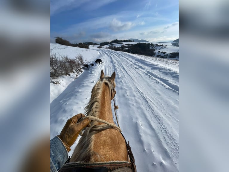 American Quarter Horse Castrone 5 Anni 153 cm  in AcworthMartin