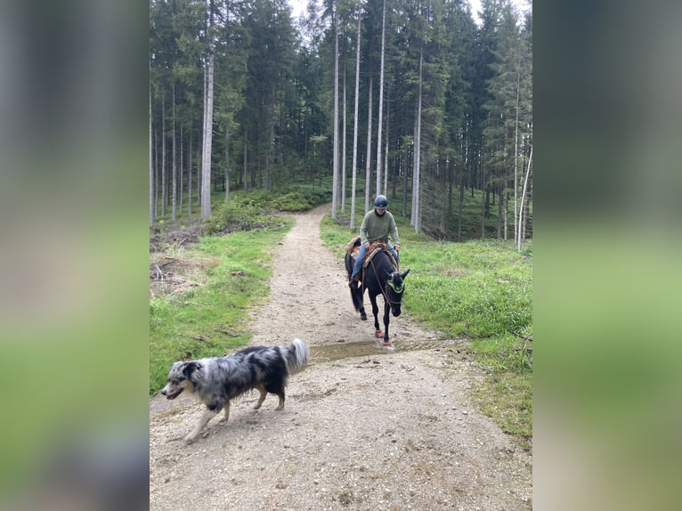 American Quarter Horse Castrone 5 Anni 153 cm Morello in Radolfzell am Bodensee