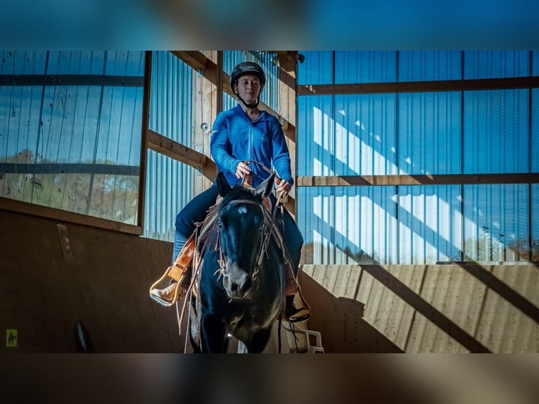 American Quarter Horse Castrone 5 Anni 153 cm Morello in Radolfzell am Bodensee