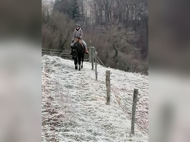 American Quarter Horse Castrone 5 Anni 153 cm Morello in Radolfzell am Bodensee