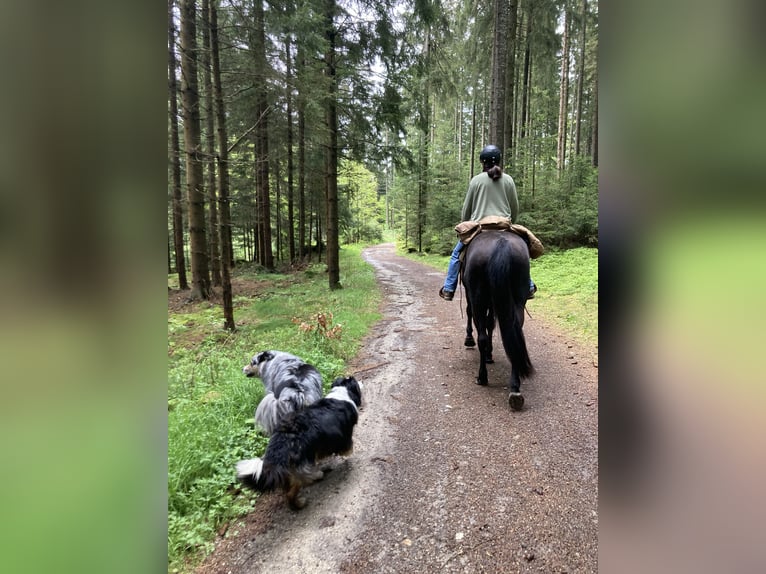 American Quarter Horse Castrone 5 Anni 153 cm Morello in Radolfzell am Bodensee