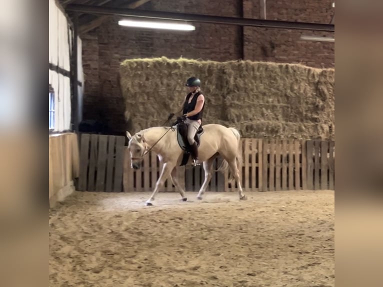 American Quarter Horse Castrone 5 Anni 153 cm Palomino in Waltrop