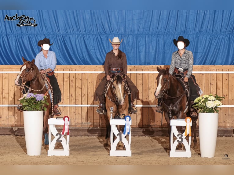 American Quarter Horse Castrone 5 Anni 153 cm Pelle di daino in Oetzen