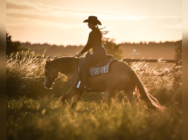 American Quarter Horse Castrone 5 Anni 153 cm Pelle di daino in Oetzen