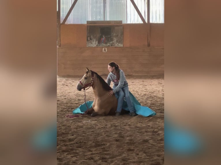 American Quarter Horse Castrone 5 Anni 153 cm Pelle di daino in Oetzen