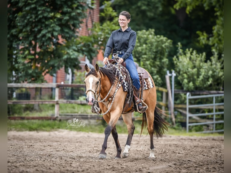 American Quarter Horse Castrone 5 Anni 153 cm Pelle di daino in Oetzen